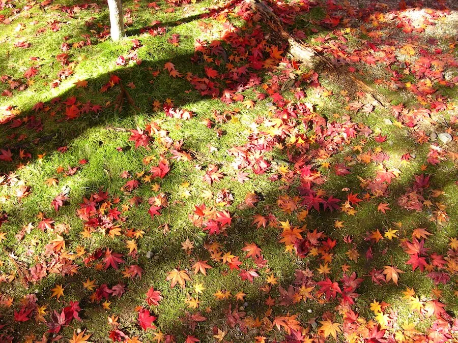 散った紅葉